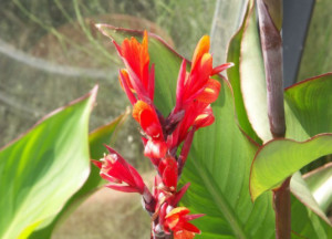 蕉芋