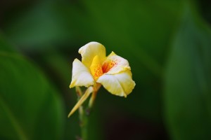 蕉芋