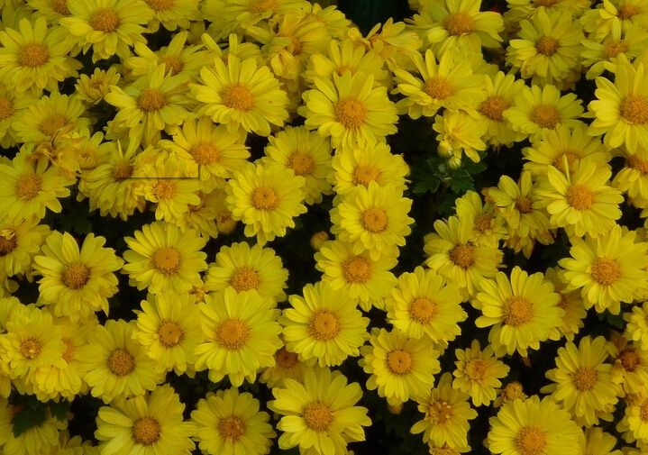菊花