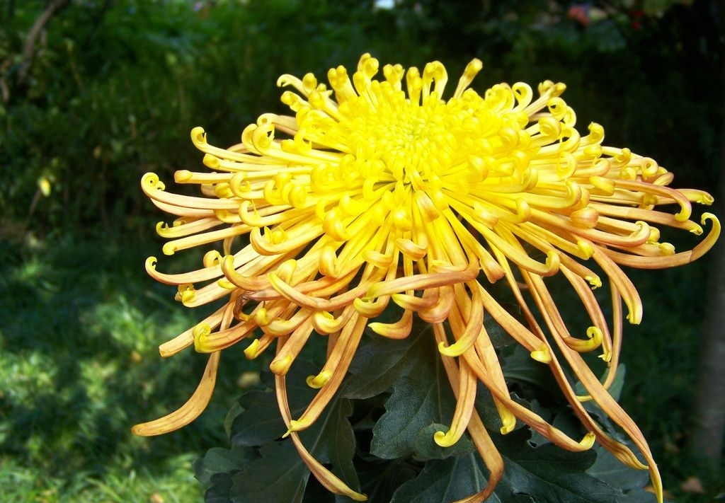菊花