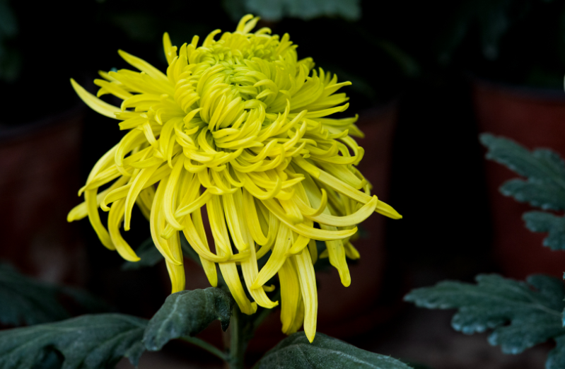 菊花