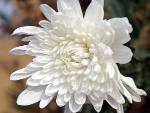 菊花颜色