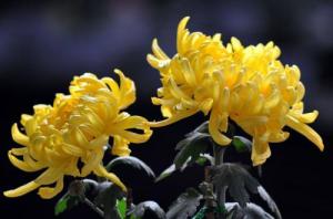 黄菊花