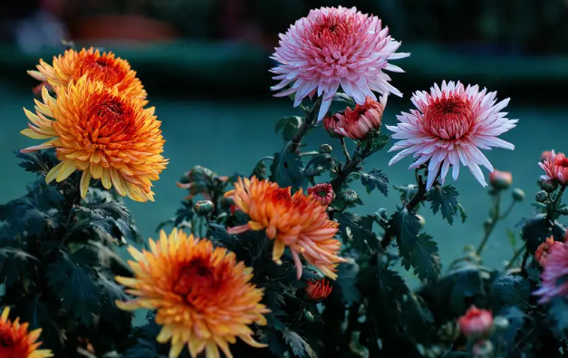 菊花