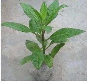 百子菜