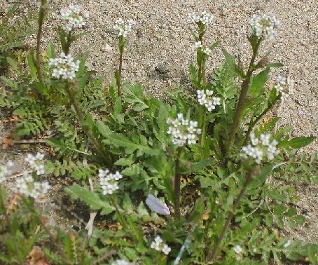 荠菜花