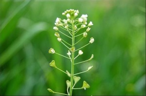 荠菜花
