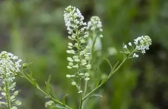 荠菜花