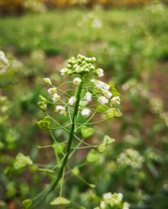荠菜花