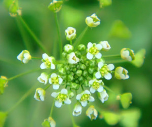 荠菜花