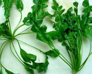荠菜茎