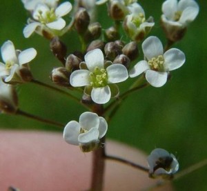荠菜（图6）