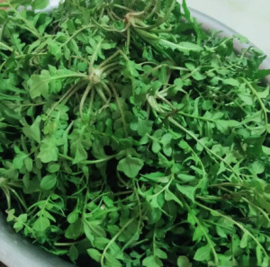 荠菜