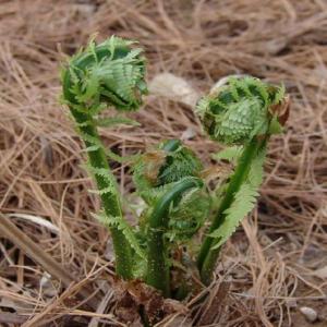 荚果蕨贯众