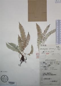 荚囊蕨标本