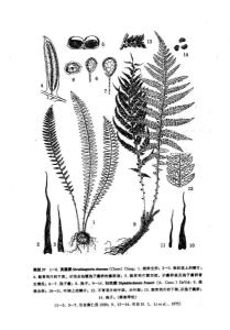 荚囊蕨
