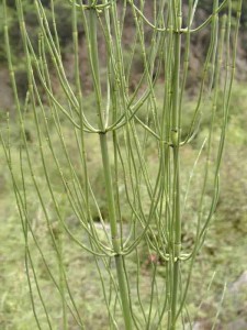 笔管草