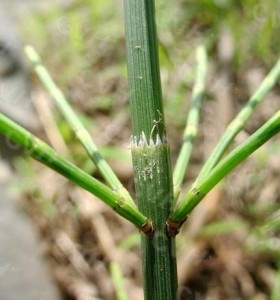 植株 (木贼科)