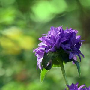 聚花风铃草