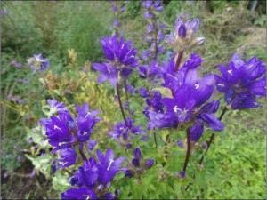聚花风铃草