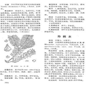 绛梨木