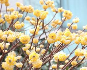 结香花