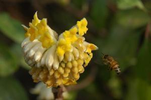结香花