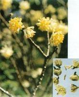 结香花