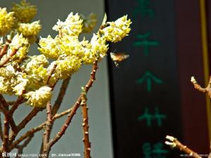 结香花