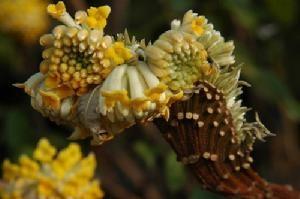 结香花