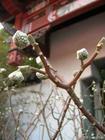 结香花