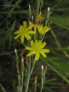 碱黄鹌菜