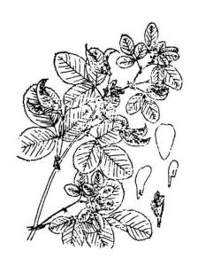 矩镰荚苜蓿——墨线图