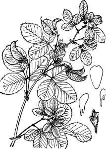 矩镰荚苜蓿