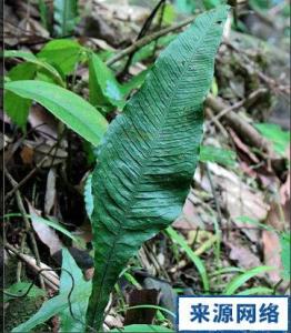 矩圆线蕨