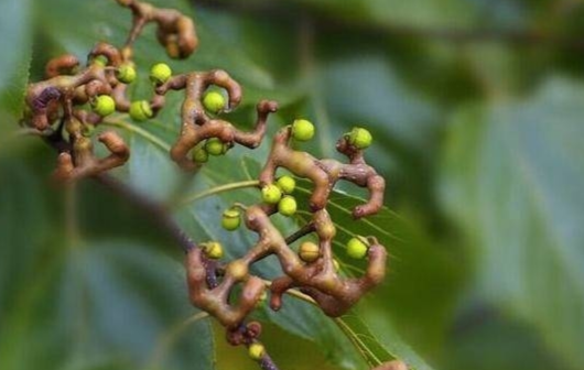 枳椇