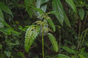 冷水花属植物