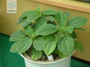 冷水花属植物