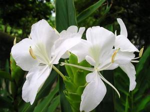姜花果实
