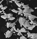 假荆芥(Nepeta cataria)