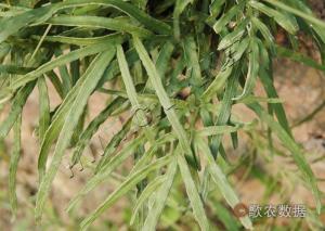 井口边草图册