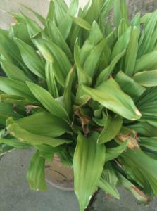 九节莲