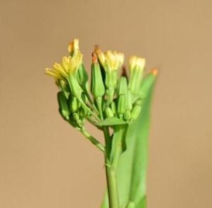 苦荬菜