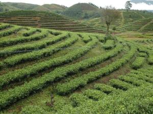 苦茶叶图册