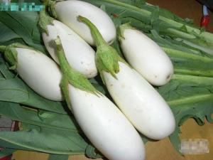 苦茄图册