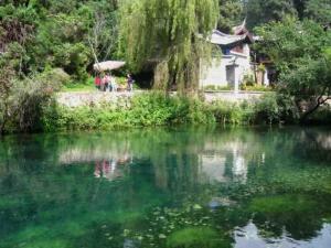 苦良姜图册