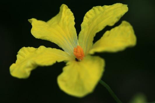 苦瓜花