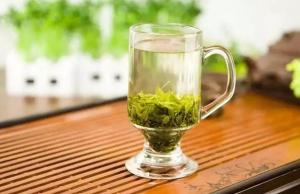 苦丁茶