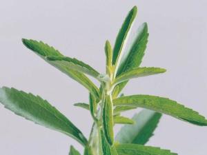 苦丁茶植物形态