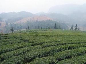 苦丁茶